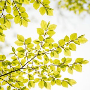 Bright green leaves reaching for the sky